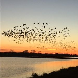 Meet your Posher, Lane